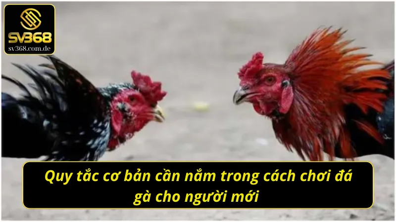 Tổng hợp các quy tắc cơ bản khi tìm hiểu cách chơi đá gà cho người mới