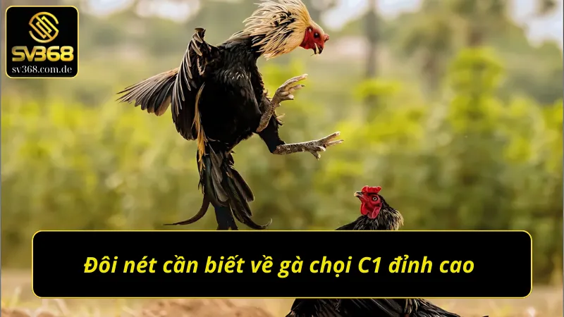Thông tin chi tiết về gà chọi C1 đỉnh cao
